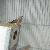 فنچ گلوبریده ماده بالغ. دو عدد