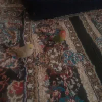 دو عدد کوتوله دستی|پرنده|سلیمان, |دیوار