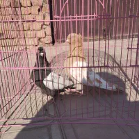 کبوتر سینه ای نر و ماده|پرنده|عجب شیر, |دیوار