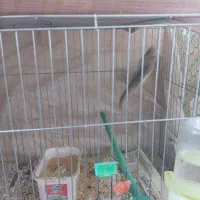 قناری نر|پرنده|بیرجند, |دیوار