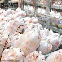فروش مرغ روز به قیمت تعاونی در تمام ایام