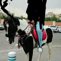 اسب ابلغ