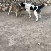 واگذاری سگ‌‌قدر‌جونی