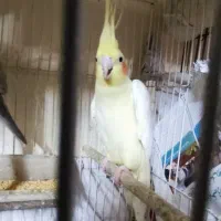 عروس ماده