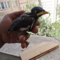جوجه مینا
