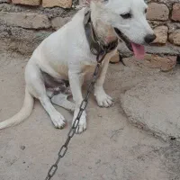 سگ پاکوتاه