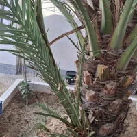 نخل برحی|گل و گیاه طبیعی|رامشیر, |دیوار