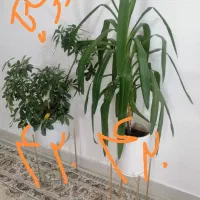 گل،بهترین هدیه روز مادر|گل و گیاه طبیعی|نیشابور, بزرگمهر|دیوار