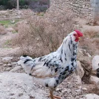 خروس گلین|حیوانات مزرعه|مسجد سلیمان, |دیوار