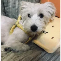 سگ یک ساله ماده