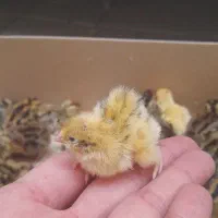 جوجه بلدرچین یک روزه