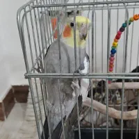 عروس هلندی