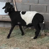 بره نر
