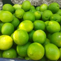 اجاره میوه سر درخت|خدمات باغبانی و درختکاری|باشت, |دیوار