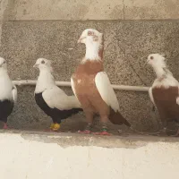 دم زرد وسینه الماسی