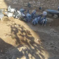 کفتر