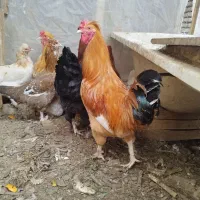 خروس گلین جوان  ۹ماهه مرغگیر سالم درشت