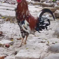 خروس گلین