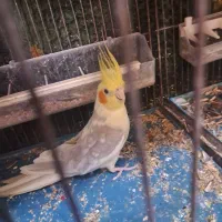 عروس یک جفت|پرنده|شاهینشهر, گزبرخوار|دیوار