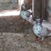 یه جفت دهن جور فوری فروش