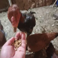 خروس لاری  افغان شش ماهه