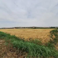 زمین کشاورزی یک هکتار،سنددار|فروش دفتر صنعتی، کشاورزی، تجاری|محمدشهر, محمدشهر|دیوار