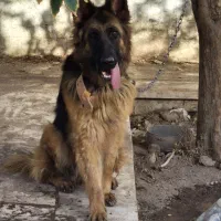 سگ ژرمن شپرد ماده