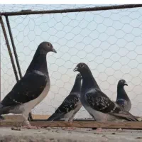 کبوتر .چهار جفت عطیقه مسافتی