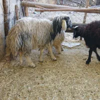 بره جفتی ۵۰ کیلو|حیوانات مزرعه|ملکشاهی, |دیوار