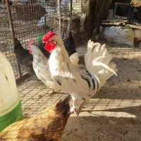 یک عدد خروس گلین جوان وسالم لطفا تماس بگرید بگیر|حیوانات مزرعه|محلات, |دیوار