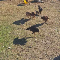 مرغ لاری معاوضه با هرچی به درد بخور باشه|حیوانات مزرعه|مشگین شهر, |دیوار