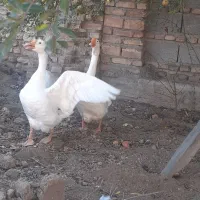 غاز قو|حیوانات مزرعه|سیمین شهر, |دیوار