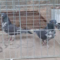 کبوتر پرشی|پرنده|خمینی‌شهر, |دیوار