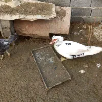 اردک اسرائیلی|حیوانات مزرعه|سرخنکلاته, |دیوار