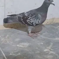 کبوتر نامبر