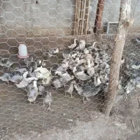 غاز ، قو غاز ، جوجه غاز ، مرغ و محلی ، مرغ شاخدار