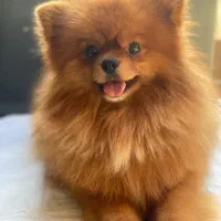 توله ‌ پامرانین خرسی عروسکی از این نر زیبا موجود م