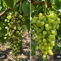 باغت سرمایته بافروت ست نجاتش بده