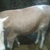 گوساله سمینتال|حیوانات مزرعه|سروآباد, |دیوار