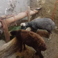 بره نر ماده کاه خور فروشی