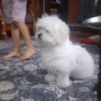 شیتزو مالتیز  جنسیت نر