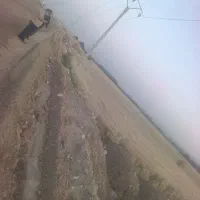 کلش 140عدد به فروش میرسد