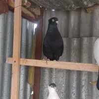 کبوتر هملت