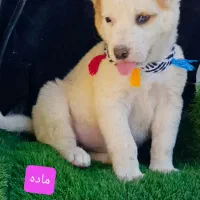 تعدادی توله های نر ماده آماده ارسال|سگ|تهران, آشتیانی|دیوار