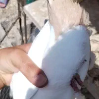 دم زرد