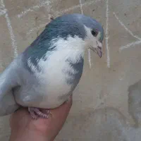 ۲ تا نر دمگیر مست مست|پرنده|خمینی‌شهر, |دیوار