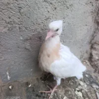 زل کفتر