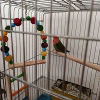 طوطی برزیلی با قفس|پرنده|بیرانوند, |دیوار