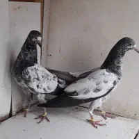 کبوتر تیدی پاکستانی