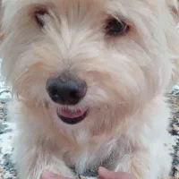 سگ ماده مهربون آپارتمانی|سگ|ورامین, ورامین|دیوار